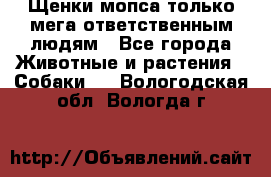 Щенки мопса только мега-ответственным людям - Все города Животные и растения » Собаки   . Вологодская обл.,Вологда г.